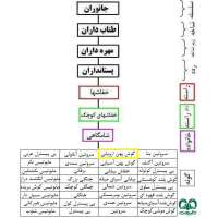 گونه خفاش گوش پهن اروپایی Western Barbastelle